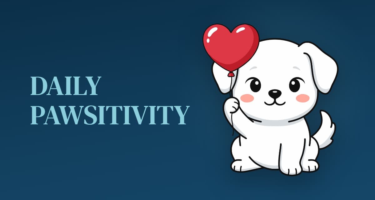 Daily Pawsitivity